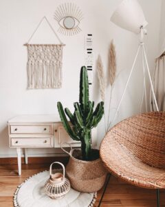 Cactus Plant in Living Room