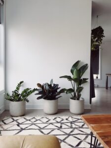 Plants in Room